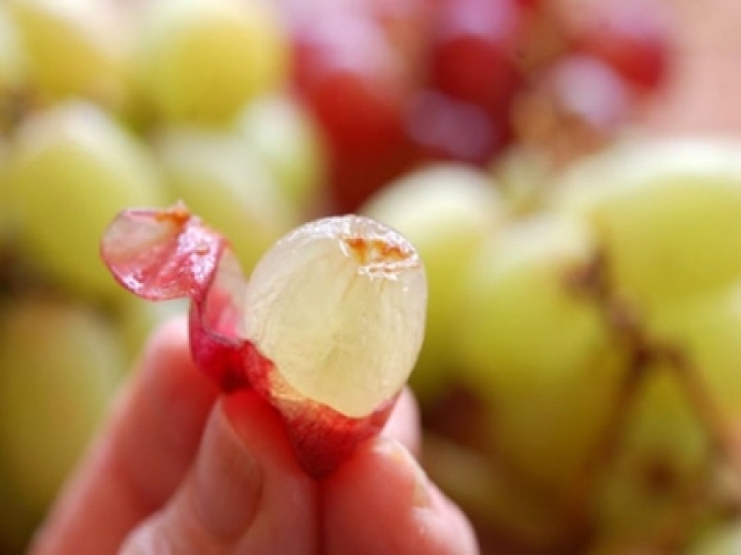 Tìm hiểu về trái nho sản xuất Rượu vang